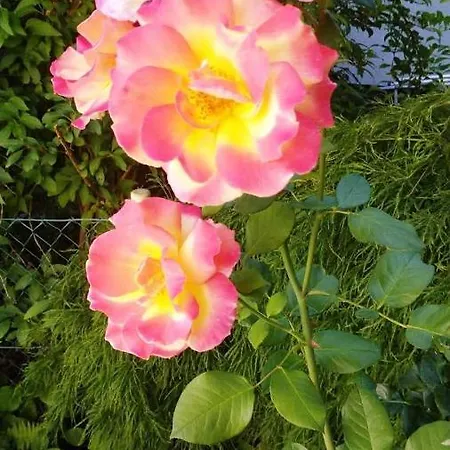 Carlchens Casa Reinhardshagen