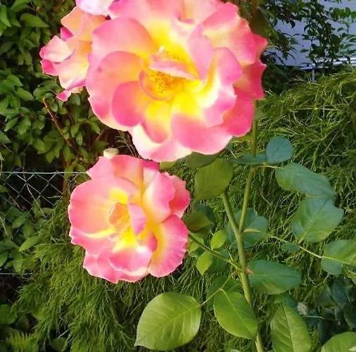 Carlchens Casa Reinhardshagen